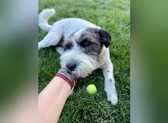 Süße Daisy sucht ihr eigenes Körbchen