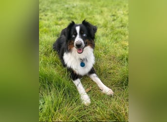 Einzigartige Mini Aussies