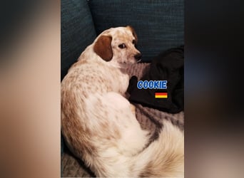 Cookie,geb.10/23,lieber Mischlingsrüde sucht ein  neues Zuhause,befindet sich in 68308 Mannheim