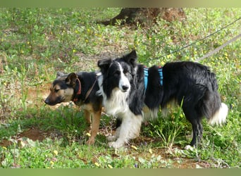 Poncho sucht sein Zuhause für immer