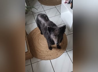 Teddy sucht ihr Happy End (56357 Pohl)