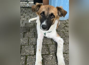 Lieber, hübscher Jungrüde Tarek