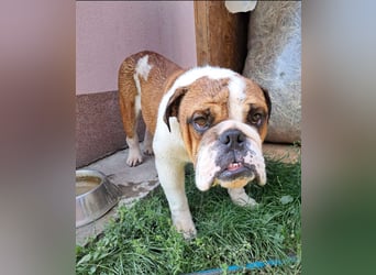 Orlando, gemütlicher Englische Bulldogge geb. 2025