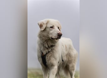 Erna wartet in Tierpension Tannenhof 54597 Wallersheim