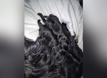 Affenpinscher Welpen WT 11.04.2025