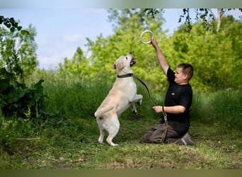 Labrador Bern sucht ein Zuhause
