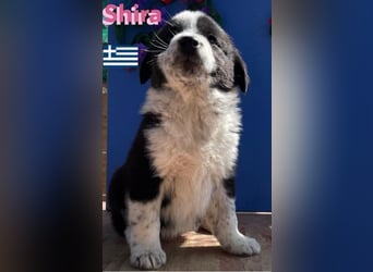 Shira,geb.02/25,pütziges Hundemädchen sucht ihre Familie
