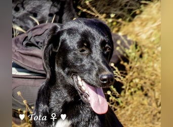 Vier wunderschöne Familienhunde suchen ein Zuhause
