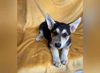 BETA, ca. Mai 2025 geboren, Schäferhund-Mischling