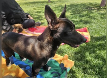 AINOA ❤️ Sonnenschein Familienhündin, Pflegefamilie Kevelaer