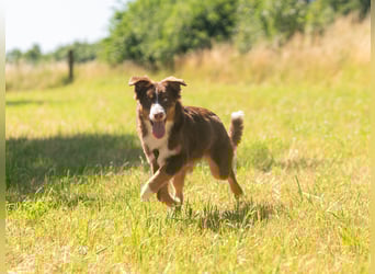 Australian Shepherd Welpe Rüden, ASCA
