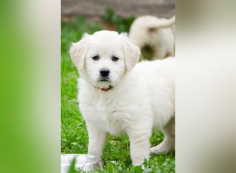 Goldenretriever Welpen