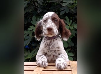 English setter Welpen (3 Rüden, 2 Hündinnen)