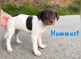 Hummus1 12/2024 (ESP) - zuckersüßer, kleiner Bodeguero-Pinscher-Mix Welpe!