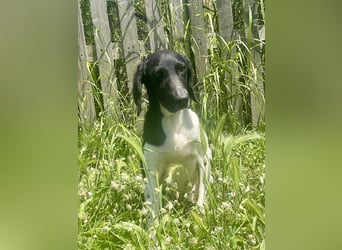 Sanfter und entspannter Junghund PEPPO sucht eine Familie!