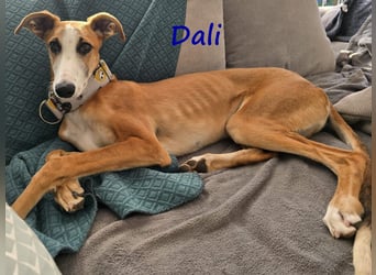 Dali 07/2024 (in Deutschland) - bezaubernder junger Galgo!