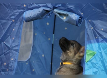 Schäferhund Welpen mit VDH Ahnentafel