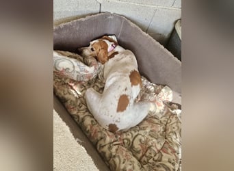 Süße und liebevolle Pointer Mix Hündin EMMA sucht eine Familie