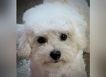 Bichon frise Welpen bildschön - suchen im Juli ein liebes Zuhause