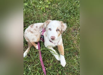 Missy 12 Wochen reinrassige Aussie Welpin