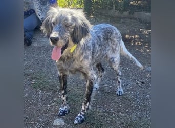 Nadine-liebe, verträgliche Setter-Mix-Hündin sucht ihre Familie