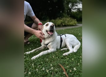 Bella Mischlingshündin ca. 3 Jahre alt in 72072 Tübingen