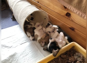 Kromfohrländer Welpen aus Hamburg suchen ein liebevolles Zuhause (Einkreuzprojekt)
