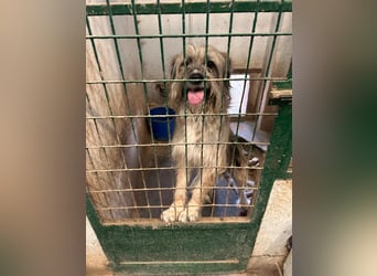 Daisy – zarte Hundeseele auf der Suche nach Geborgenheit