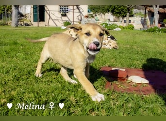 Mickey, Mono, Melina und Mia suchen ein Zuhause