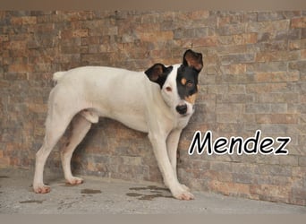 Also, haben Sie Lust ein aktives Leben mit Mendez zu beschreiten?