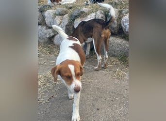 Balto: „Ab über die Alpen und für immer nach Hause.“