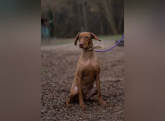 Katie VI – Eine lebensfrohe Vizsla-Hündin sucht ihr Zuhause