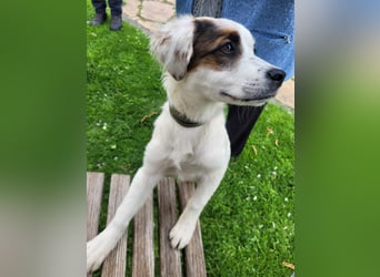 Englisch-Setter-Mix Welpe (Tierschutz)
