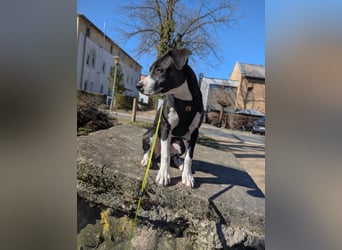 Welpe Kira sucht ihr Für-Immer-Zuhause ❤️