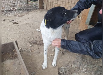♥ANGEL♥ so menschenbezogene, liebesbedürftige Hündin,die sich verzweifelt nach Zuneigung sehnt 46cm