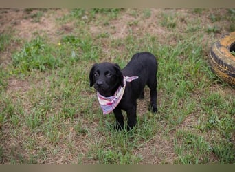 Chip 269759: Hundekind sucht ein Zuhause