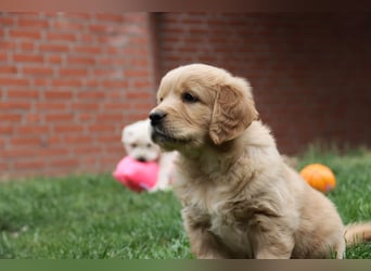 Golden Retriever Welpen vom Thüringer Wald