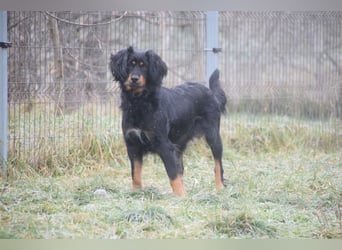 Serena - anfangs etwas schüchtern, eine sehr freundliche Hündin