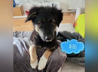 Atos ein absoluter Familienhund