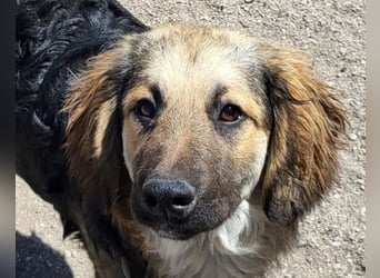 Julio ❤️ sozialer Jungrüde sucht dich!