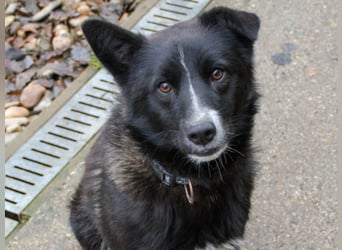 Charmanter LEWI ist ein lustiger und freundlicher Hundebub