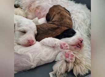 Havapoo Pudel Havaneser-ShihTzu