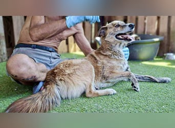 Simba sucht jemanden zum Kuscheln
