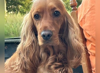 Englische Cockerspaniel Welpen in liebevolle Hände abzugeben