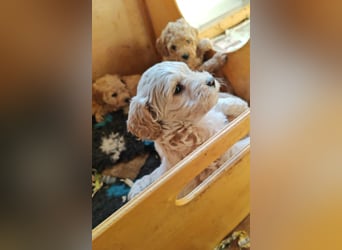 Wunderschöne Maltipoo Welpen