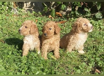 Mini Goldendoodel Welpen F3 - abzugeben ab Ende Oktober