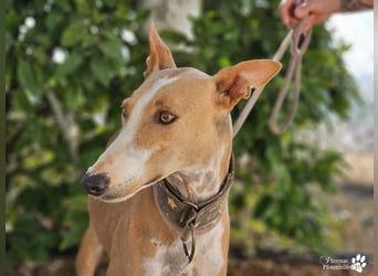 Elu ist aktiv, verschmust, fröhlich (Galgo Podenco Mix)