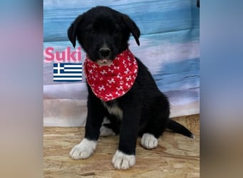 Suki,geb.02/25,zierliches Hundemädchensucht ihre Familie