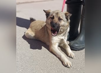 Schäferhund Mischlingshündin Roxie sucht ihre Familie