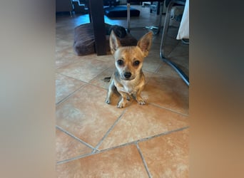 Grisu, Chihuahua-Mix, Rüde, ca. 1 Jahr, ca. 27 cm, ca. 4,5 kg